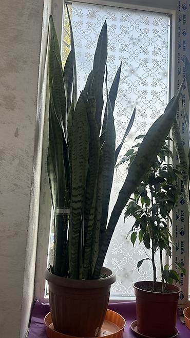 сансевиерию щучий хвост: Сансевиерия (Sansevieria trifasciata, «тещин язык») в горшке. - — 1