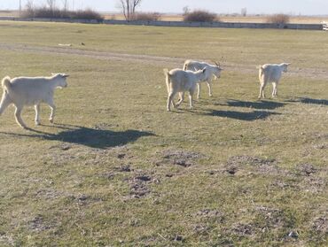 Козы, козлы: Продаю | Коза (самка) | На забой, Для молока — 4