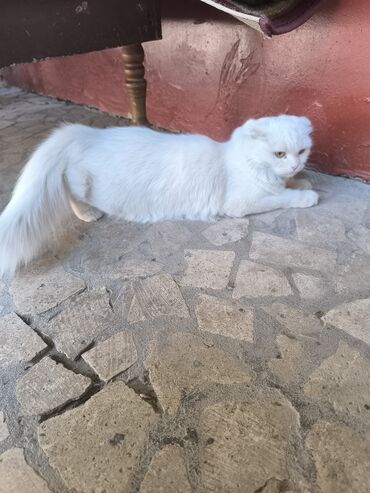 кошка скоттиш фолд цена: Белая кошка породы шотландская вислоухая с характерными загнутыми
