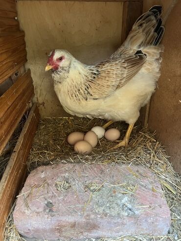 Toyuqlar: Toyuq, Yumurtalıq -da lalafo.az — 8 Toyuqlar: Toyuq, Yumurtalıq — 8