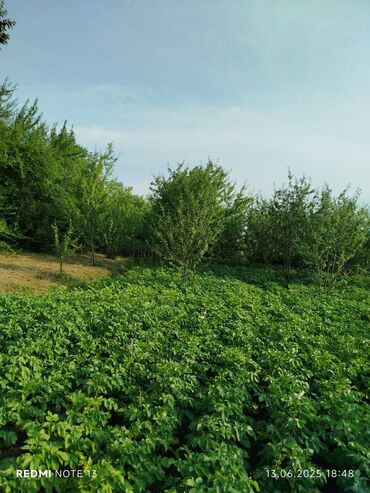 Torpaq sahələrinin satışı: 186 sot, Tikinti, Maklerlər narahat etməsin, Kupça (Çıxarış) — 12