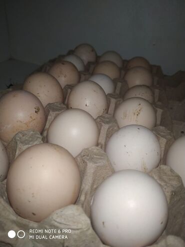 птицы голуби: Продаю яйца чорный Принс