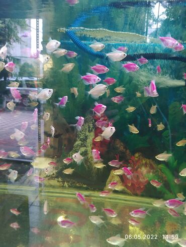 Рыбы: Рыбы — 5