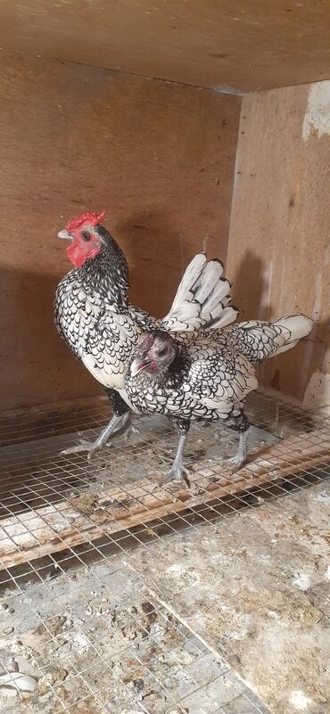 Akvarium aksessuar və ləvazimatları: Buf zibrayt 135 manat cutu Gumusu zibrayt 75 manat cutu. Almayan ucuz
