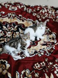 Pişiklər: Türk anqora, Dişi, Yaxşı əllərə, Ünvandan götürmə -da lalafo.az — 6 Pişiklər: Türk anqora, Dişi, Yaxşı əllərə, Ünvandan götürmə — 6