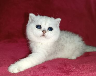 Үй жаныбарлары: Питомник Шотландских кошек предлагает к предварительному резерву