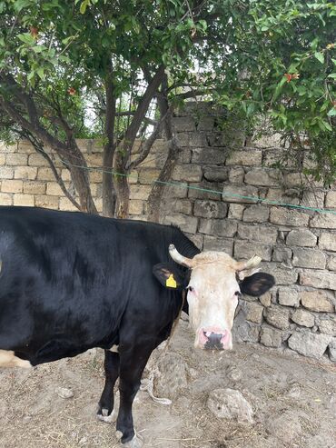lənkəranda inəklər: Dişi, il: 2, Ətlik, Ünvandan götürmə