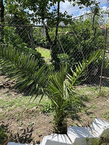 paulownia agaci: Dekorativ xurma ağacı fidanları - Növ: dekorativ xurma (landşaft — 4