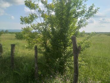 1 otaqli kohnə tikili evlər satilir kohnə binada en ucuz menzilər kub az: 10 соток, Для строительства, Собственник, Купчая