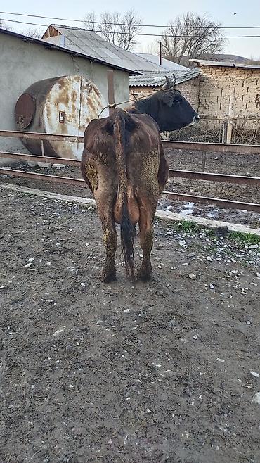 Коровы, быки: Продаю | Корова (самка) | Для разведения | Привязанные — 6