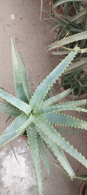 təbii güllərin satışı: Aloe vera gülü,5-illik dərman bitkisidir.6 ədəd var.Xalqlar dostluğuna