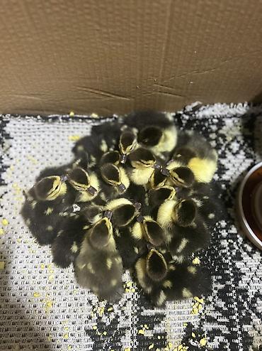tutuquşu satışı: Tecili ucuz qiymete 0773710465 elaqe saxliyin — 1