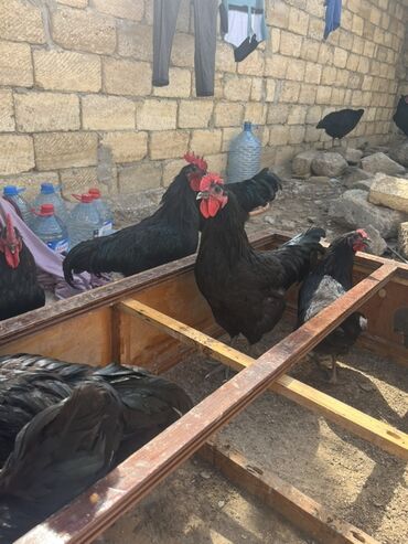 Cücələr: Xoruz, il: 1, Ünvandan götürmə