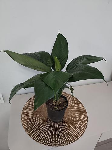 Папоротники: Калатея лонси калатея медальон — 10