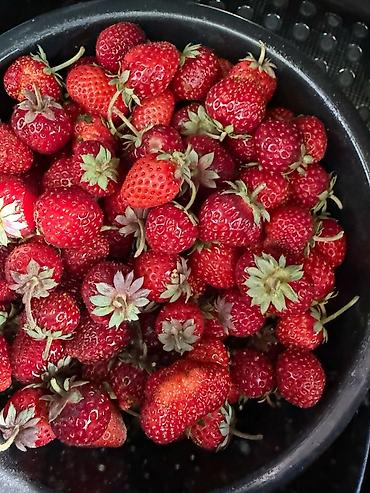 Клубника: Клубника — 8