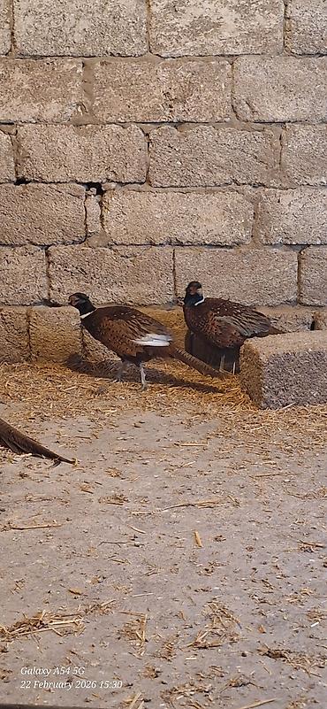 Digər quşlar: Qirqovul Xoruzlar satilir — 13