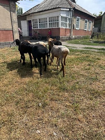 Баран, овца: Продаю | Ягненок | На забой at lalafo.kg — 9 Баран, овца: Продаю | Ягненок | На забой — 9