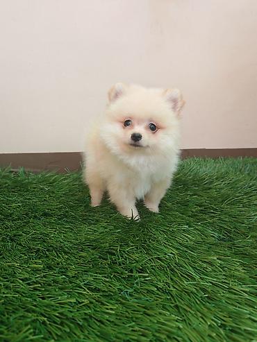 Psi: Pomeranski špic – štenci - Rasa: pomeranski špic (mini/spic tip) - — 4