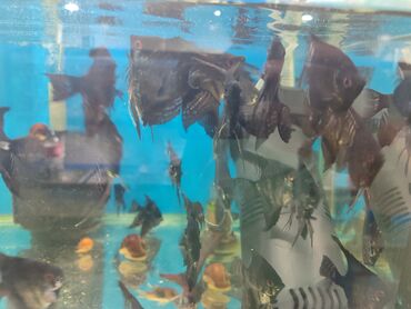 Balıqlar: Quppi, Sülhsevər, Ünvandan götürmə, Ödənişli çatdırılma — 8