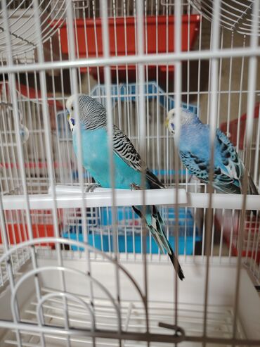 Fiat: Təsvir: - İki ədəd mavi tonlarda dalğıc papağan (budgerigar) – biri