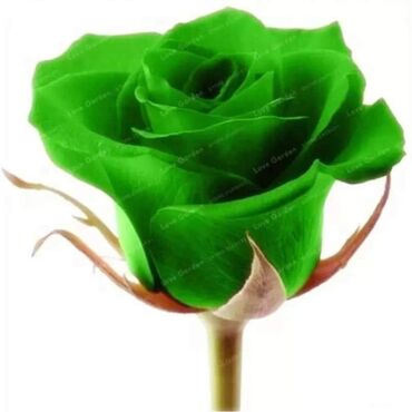 Semena i sadnice: Seme ruze
Cena 650din 10 semenki na lalafo.rs — 12 Semena i sadnice: Seme ruze
Cena 650din 10 semenki — 12