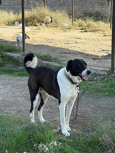 alabay it: Alabay, 2 il, Dişi, Peyvəndli, Rayonlara çatdırılma — 3
