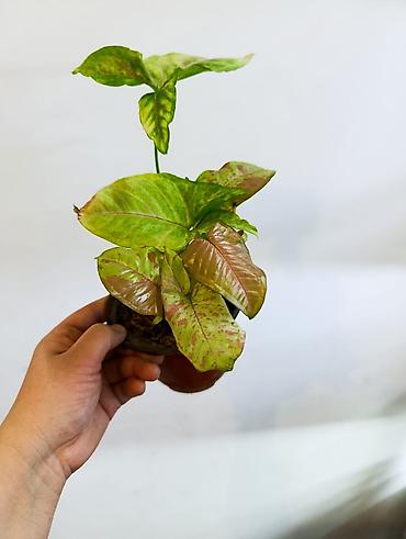 Драцены и Сансевиерии: Драцена (разные виды, в горшках) находится в Кара Балте - Эффектные — 15