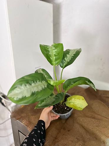 Другие комнатные растения: Представляем ассортимент декоративно-лиственных растений, которые — 11