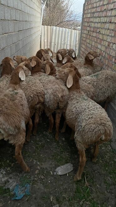 Бараны, овцы: Продаю | Овца (самка) | Арашан | Для разведения | Матка — 3
