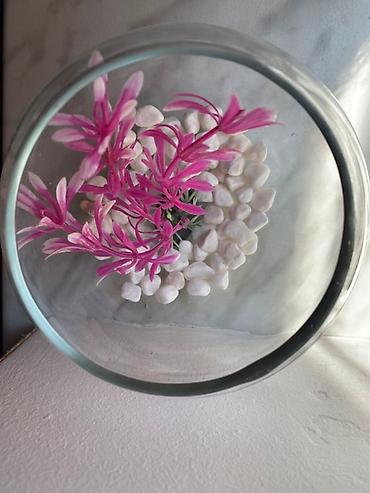 bitkilər: Yumru akvarium, Boş, 1 l — 2