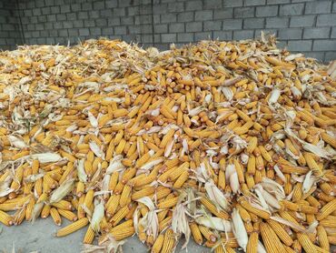 лошади в ивановке: Кукуруза на продажу сорт(пл-700,торро) под комбайн с доставкой