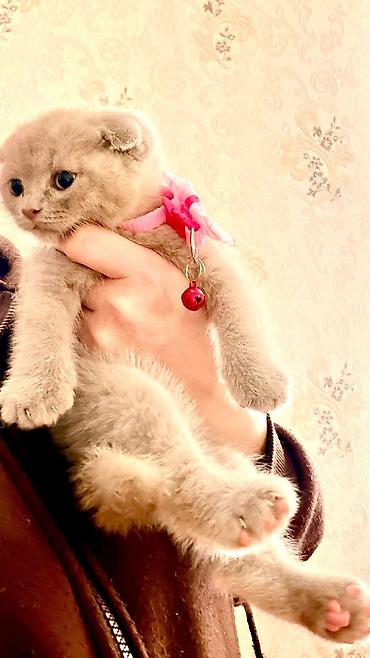 Pişiklər: Britan — 17