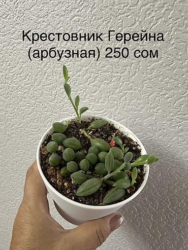 сокулук селекция: Укорененные черенки/отростки. Адрес 8 мкр — 10