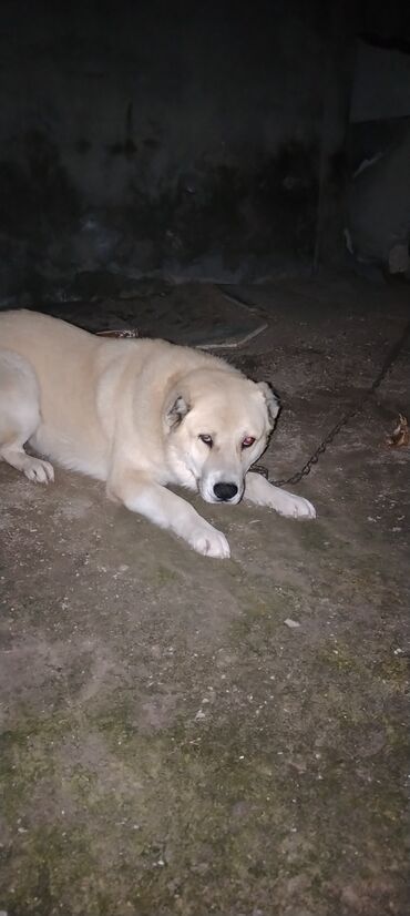 сколько стоит щенок акита ину: Alabay, 4 ay, Peyvəndli, Pulsuz çatdırılma