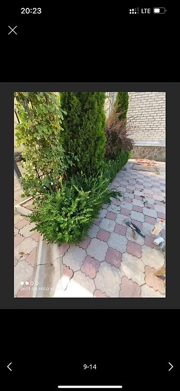 Дворники, садовники: 🌱Я Садовник приходящий раз в неделю Стрижка живой — 9