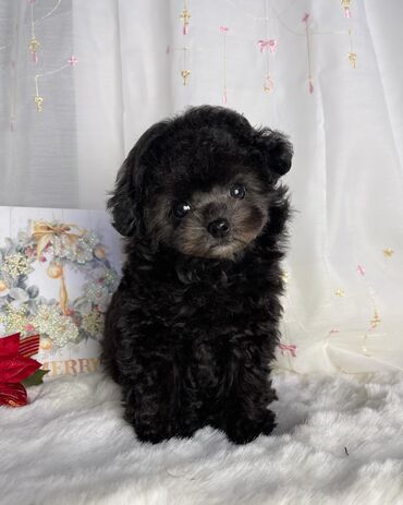 мальтийская болонка баку: Пудель, 2 месяца, Самец, С родословной