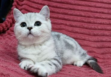 Продажа кошек: Скотиш Страйт (Шотландская прямоухая), 2 месяца, Девочка — 7