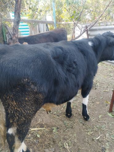 отдам породистую собаку: Продаю | Бык (самец) | Швицкая | На откорм, На забой