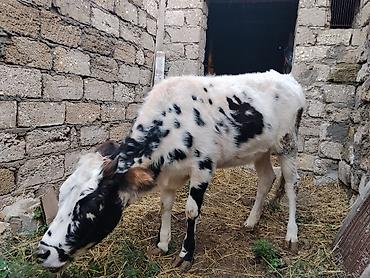iri it cinsi: 7 aylıq dişi dana satılır 60 kq təmiz əti var bordağa yarıyır tam — 2