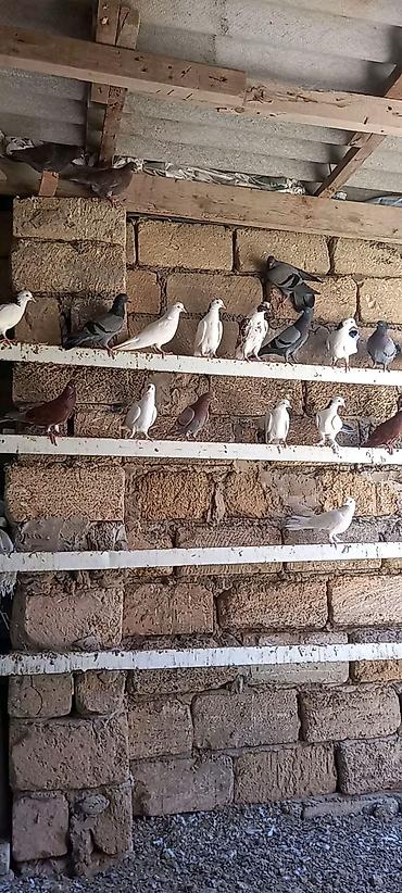 göyərçin yuvaları: Çeşidli rəng və naxışlarda ev göyərçinləri dəst halında. - Ağ — 2
