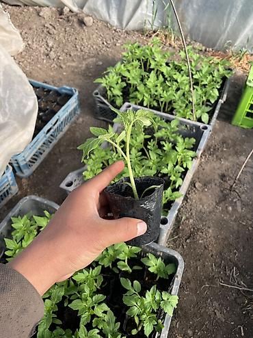 Перец: Рассада 
Помидор 
Огурцы 
Перец 
Баклажан 
И многое другое обращайтесь — 7