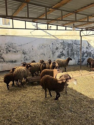 Qoyunlar, qoçlar: Razilaşma yoluilə — 7