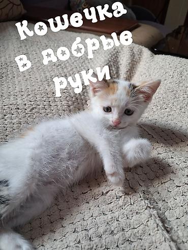 черепаховая кошка: Котёнок девочка трёхцветная (белая с рыжими и тёмно-серыми пятнами) — 2