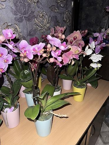 Орхидеи: Орхидея оптом и в розницу принимаем корпоративные заказы !!! Г at lalafo.kg — 14 Орхидеи: Орхидея оптом и в розницу принимаем корпоративные заказы !!! Г — 14