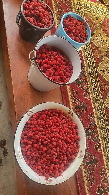 Малина: Саженцы малины. сорт полька - Сильные однолетние побеги с развитой — 5