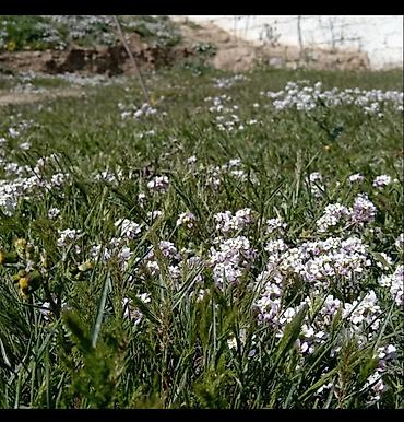 Bağ evlərinin satışı: Xırdalan, 12000 kv. m, 4 otaqlı, Hovuzsuz, Su — 2