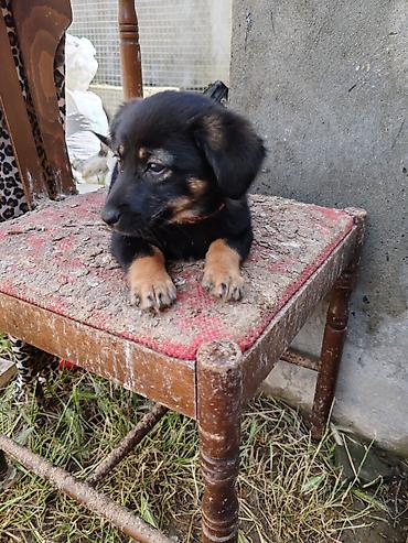 İtlər: ‼️ Təcili Satılır ‼️ Zvanok təmiz cins 3 aylıq Dişi Tam sağlam — 15