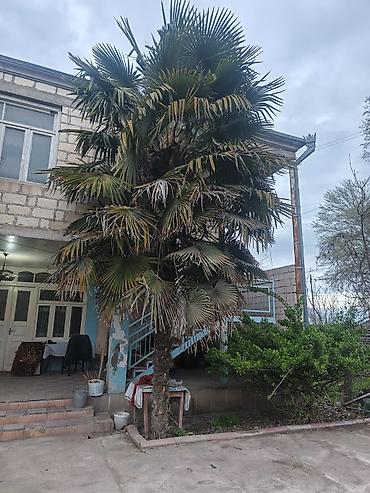 püstə ağacı satılır: Trachycarpus fortunei (Küləkxurma, Çin xurması) – iri dekorativ palma — 1
