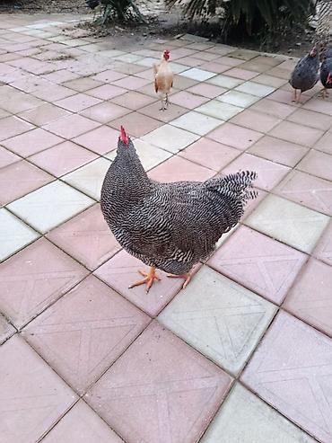 Xoruzlar: Barred rok yumrtasi satilir — 5