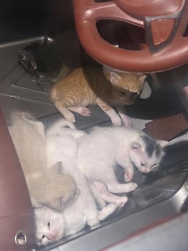 ağ pişikler: Sahiblenirler 5baladir ama Yaxsi baxa bilen pisiy incitmiyen yemey — 3